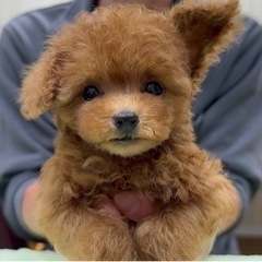 ★日払い可能！毎週月曜日に出れる！トリマーさん募集★の画像