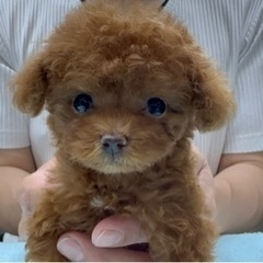 ★日払い可能！毎週月曜日に出れる！トリマーさん募集★の画像