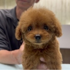 ★日払い可能！毎週月曜日に出れる！トリマーさん募集★の画像