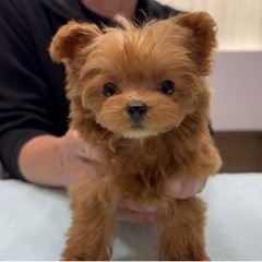 ★日払い可能！毎週月曜日に出れる！トリマーさん募集★の画像