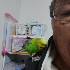 セキセイインコ　雄　4歳