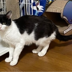 過酷な外で子育て頑張ってきた母猫ナナちゃん - 安曇野市