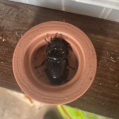 オオクワガタ３
