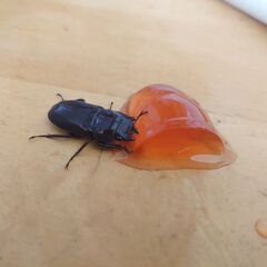 トカラコクワガタ　悪石島産　♀　3匹の画像