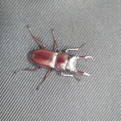 トカラコクワガタ　悪石島産　♀　3匹の画像