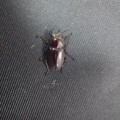 トカラコクワガタ　悪石島産　♀　3匹の画像