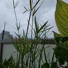 植物 差し上げます。