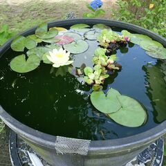 メダカお譲りします。（主にヒメダカ・白）