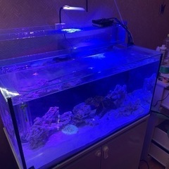 海水魚　水槽　900×450の画像