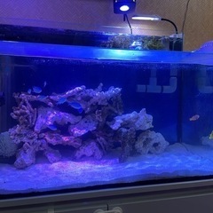 海水魚　水槽　900×450