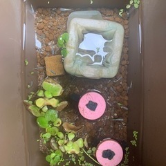 初心者メダカお仲間( ^^)人(^^ )仲間♡ - 名古屋市