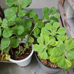 植物 差し上げます。の画像