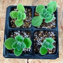 アロマティカス　虫除けハーブ🌿