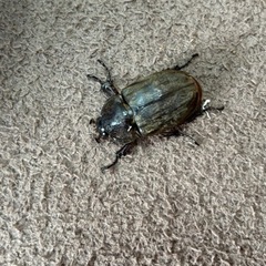 サビイロカブト　トリオの画像