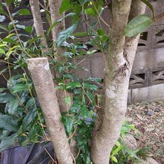 薪、伐採材 さしあげます