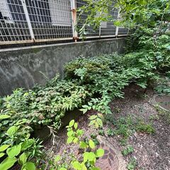 マンションの裏庭の伐採のお願い