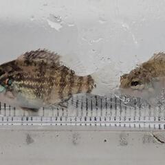 オヤニラミ 2〜3cm程度 人口餌付済