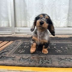 【飼い主様決まりました】人が大好きなMダックスの女の子🌷🤍 - 八千代市