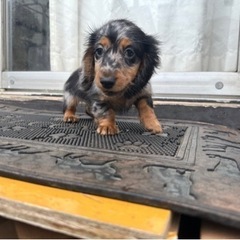 【飼い主様決まりました】人が大好きなMダックスの女の子🌷🤍 − 千葉県