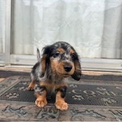 【飼い主様決まりました】人が大好きなMダックスの女の子🌷🤍 - 犬