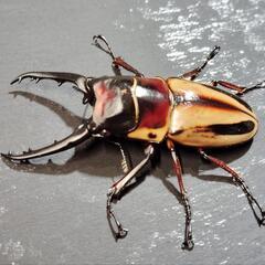 ファブリースノコギリクワガタ　ペア　♂73㎜ ♀フリー　　亜種タカクワイの画像