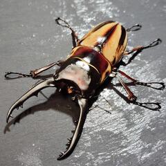 ファブリースノコギリクワガタ　ペア　♂73㎜ ♀フリー　　亜種タ...