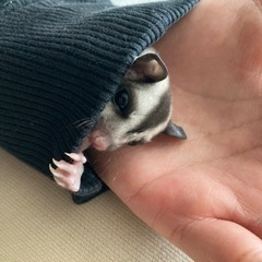 フクロモモンガ里親募集