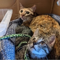 キジ猫3ヶ月オス