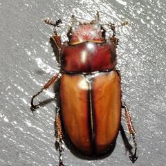 アスタコイデスノコギリクワガタ　ペア　♂62㎜♀フリー　亜種ミズヌマイの画像