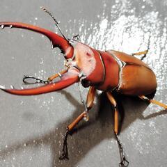 アスタコイデスノコギリクワガタ　ペア　♂62㎜♀フリー　亜種ミズヌマイ