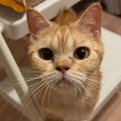 胴長短足がチャームポイント☆チャミ