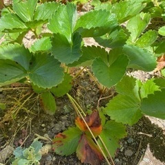 イチゴの苗　3本