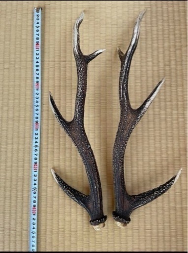 鹿の角　エゾシカ