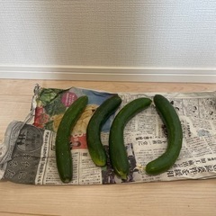 堺市　西区　野菜　きゅうり
