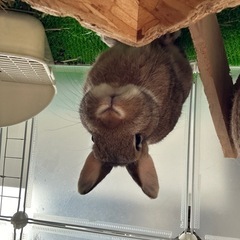 ネザーランドドワーフ