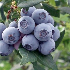 ブルーベリー　実　採れたて　販売　川口市　安行　植物　植木　果樹　果物