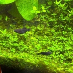 <生体>ブラックモーリー稚魚〜若魚