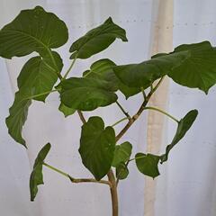 ウンベラータ　観葉植物