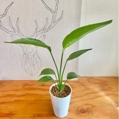 40cm大♪美型！オシャレな観葉植物！オーガスタ値下！の画像