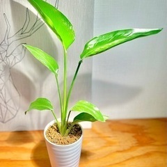 40cm大♪美型！オシャレな観葉植物！オーガスタ値下！の画像