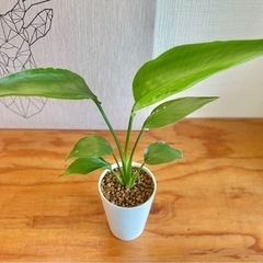 40cm大♪美型！オシャレな観葉植物！オーガスタ値下！の画像