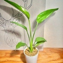 40cm大♪美型！オシャレな観葉植物！オーガスタ値下！の画像