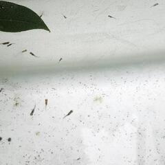 【一旦受付終了】ミックス　メダカ(針子)　20匹の画像