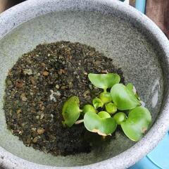 【一旦受付終了】ミックス　メダカ(針子)　20匹の画像