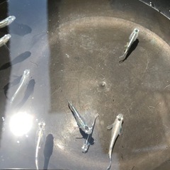 メダカ　　輝黒龍の画像