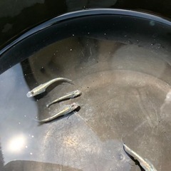 メダカ　　輝黒龍の画像