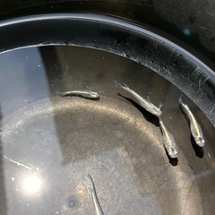 メダカ　　輝黒龍の画像