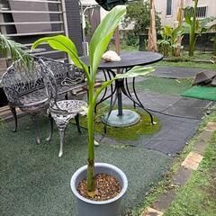 バナナバショウの苗