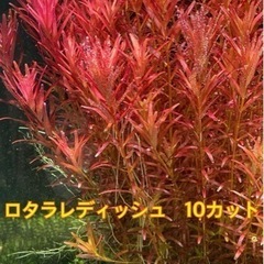 水草　ロタラレディッシュ　10カット
