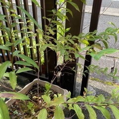 ムラサキシキブ　